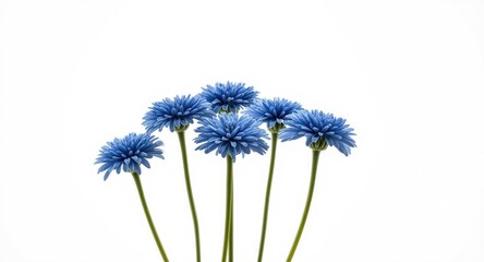 Fototapeta premium Blue chrysanthemum flowers standing out beautifully on white backdrop