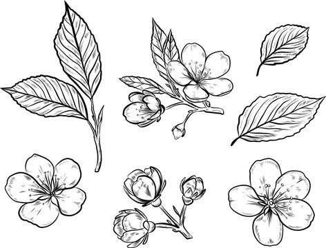 Botanical Blossom and Leaves Set, Hand Drawn Floral Line Art Collection, Vintage Engraving Style Spring Flowers Illustration for Wedding Design, Coloring Pages, Tattoo and Decorative Use
