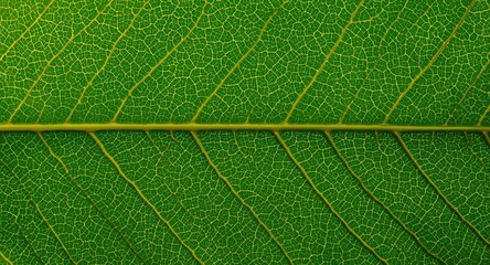 Obraz premium Close up of green leaf texture with metallic background highlighting natural healing of Asian black tea