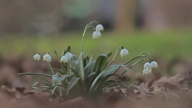 First Signs of Spring - Discover the Earliest Park Blooms
