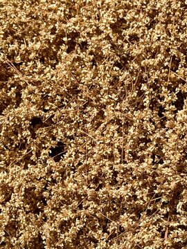 Close up macro of dried oak tree pollen background
