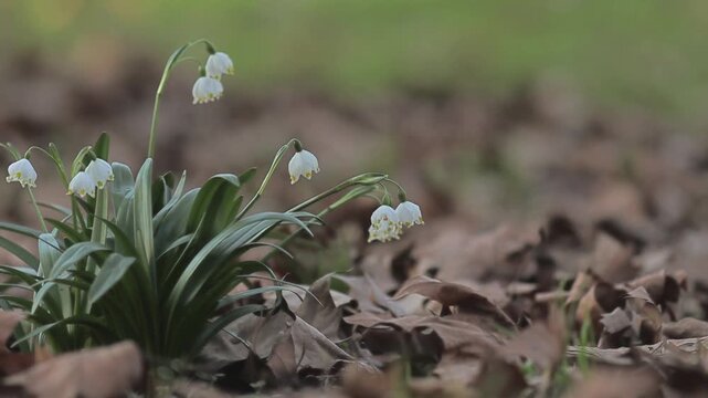 First Signs of Spring - Discover the Earliest Park Blooms