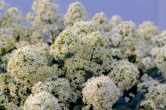 Selective focus of white cream Skimmia japonica flowers in the garden, Japanese skimmia is a species of flowering plant in the family Rutaceae, Ornamental flowering plants, Natural floral background.