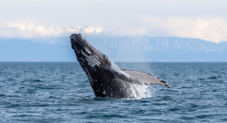 Naklejka premium Humpback whale showing playful breach in winter migration season with copy space
