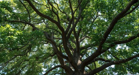 Fototapeta premium Green leafy canopy of a mature oak tree with large sturdy limbs