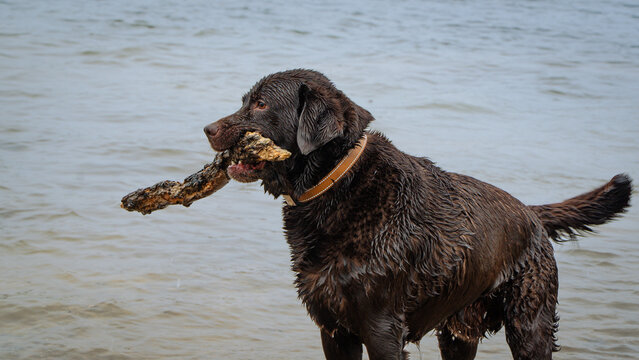black labrador retriever