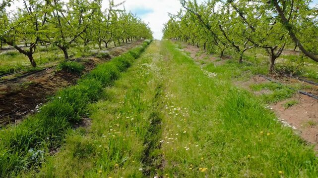 Drone flight at ground level traveling down a green central aisle between perfectly aligned rows of stone fruit trees in spring, showing the drip irrigation system on the ground.