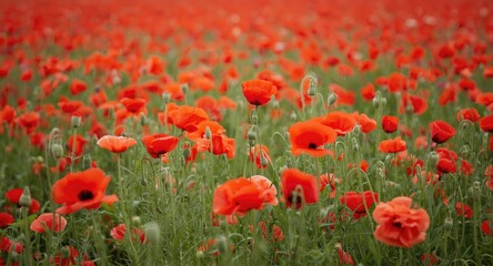 Fototapeta premium A large area bursting with striking red poppies in bloom