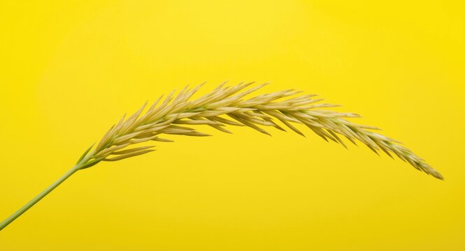 Macro detail of panicum miliaceum on smooth yellow green backdrop