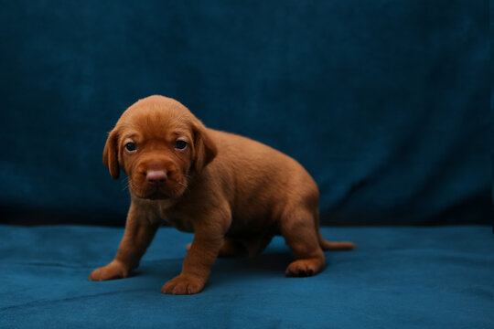 Cute ginger Vizsla puppy standing on blue velvet background. Small purebred domestic dog portrait. Adorable pet looking at camera. High quality studio animal photography for commercial use