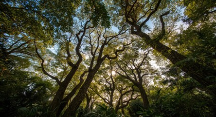 Fototapeta premium Perspective From Ground Level Of Green Jungle Trees And Sky