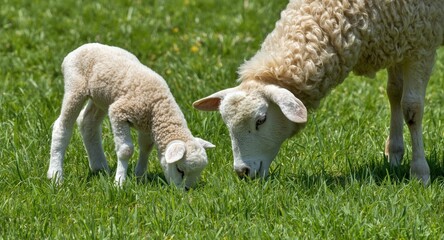 Obraz premium Delighted pet lamb and gentle sheep nibbling on healthy green grass during a sunny summer day full length view