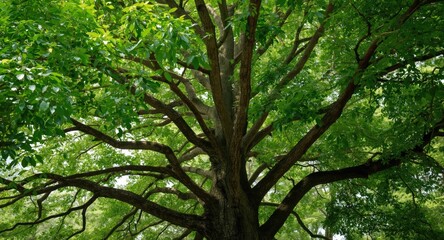 Fototapeta premium Excellent quality capture of a tree boasting a profusion of branches and dense leaf cover