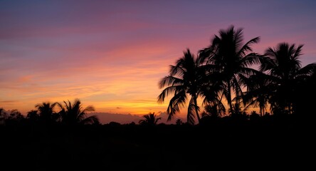 Obraz premium Silhouetted palm trees at sunset with atmospheric bokeh and natural environment