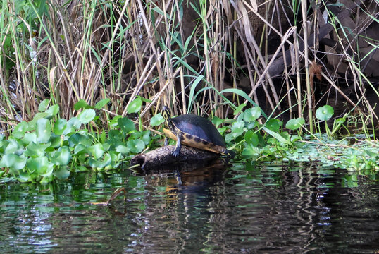 Florida Cooter turtle seen walking along the edge of the riverbank at Blue Springs State Park on the St John's River in Florida.