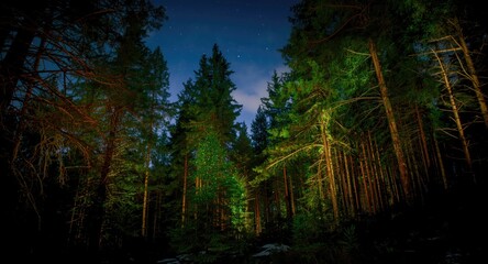 Obraz premium Mystical nighttime pine forest glowing with surreal lights and long exposure effect