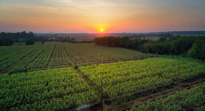 High viewpoint of flourishing farm fields cultivated with crops under summer sunset