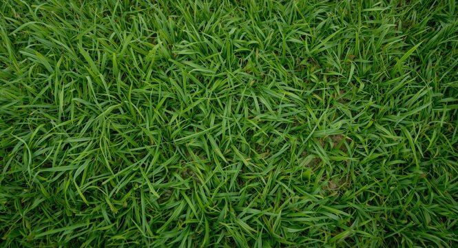 Close up of invasive crab grass patches disrupting green lawn landscape