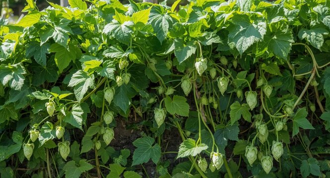 Garden filled with lush hops climbing a winding vine under vibrant sunlight