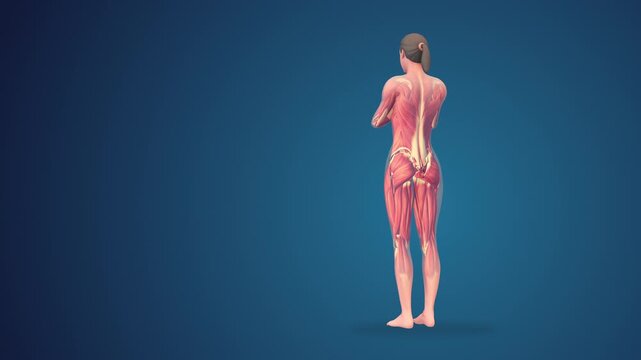 3D human tadasana praying yoga pose on blue background