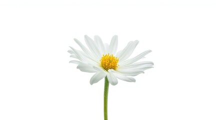 Obraz premium Fresh white flower isolated on a bright white backdrop with soft highlights