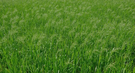 Obraz premium Lush green terrain covered with mature millet crops on a sunny day