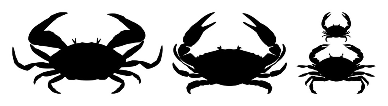 Crab silhouette set with one-color stylized outline on paper featuring crustacean, marine, tide with nature and wildlife
