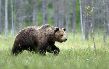 Fototapeta premium Wild brown bear ( Ursus arctos )