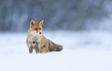 Fototapeta premium Red fox ( Vulpes vulpes ) in winter scenery
