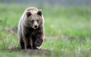Fototapeta premium Wild brown bear cub ( Ursus arctos )