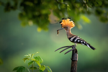 Fototapeta premium Eurasian hoopoe bird in early morning light ( Upupa epops )