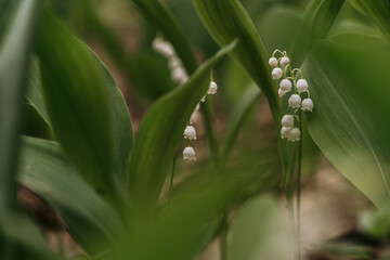 Obraz premium Lily of the valley flowers blooming in spring, springtime flowers background