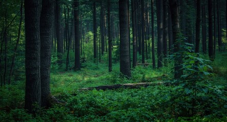 Obraz premium Impressive woodland landscape featuring dark trees and vivid greenery