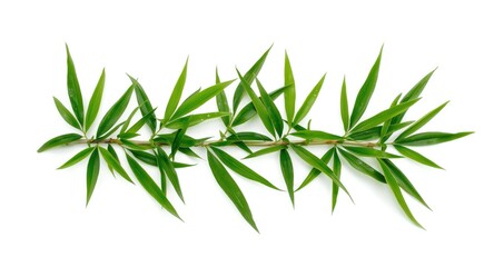 Fototapeta premium Isolated bamboo leaf clusters on a simple white background
