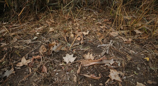Desolate outdoor space with neglected dead grass and leaves