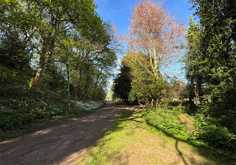 Fototapeta premium A sunlit pathway winds through a lush green forest, with vibrant foliage and clear blue skies. Shadows of trees create interesting patterns on the path leading from Northcliffe Park, Bradford, UK