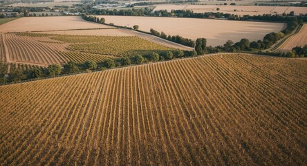 Fototapeta premium High viewpoint showing geometric arrangements of vineyard rows and agricultural fields with copy space