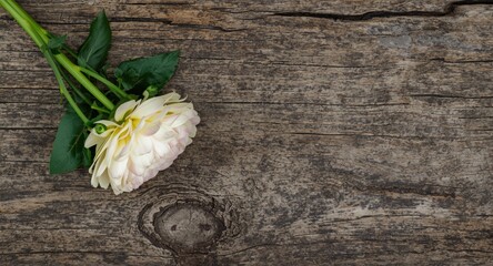 Obraz premium Fresh ranunculus bloom lying on aged rough wood background with copy space