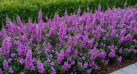 Obraz premium Flowerbed decorated with purple verbena flowers and copy space for text