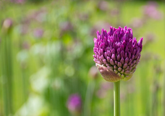 Fototapeta premium persian onion bud, Allium Hollandicum
