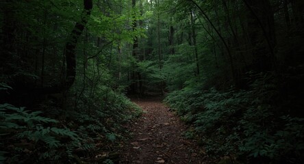 Obraz premium hidden trail through deep forest with limited light