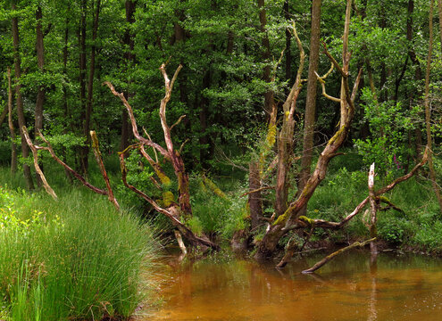 Im Auwald an der Heve, Naturpark Arnsberger Wald