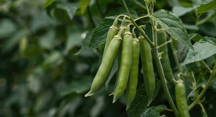 Fototapeta premium Outdoor garden featuring a pea plant with numerous ripe pods on display