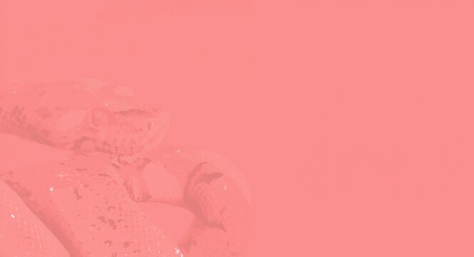 Fascinating albino ball python enhanced by warm coral pattern highlights