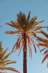 Fototapeta premium Palm trees in the Tafraout Valley, southern Morocco