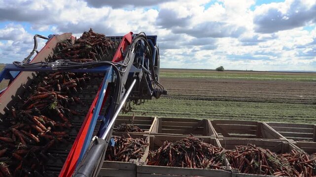 Slow Motion Carrot Harvester Loading Fresh Carrots into Wooden Crates on Moving Tractor Trailer. Modern organic food production and agribusiness logistics. Search CARROT-HARV-2025 for more clips.