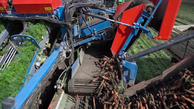 Carrot Harvester Separating Fresh Vegetables from Green Tops and Soil in Slow Motion. A conveyor belt transfers the carrot crop to a parallel, moving vehicle. Search CARROT-HARV-2025