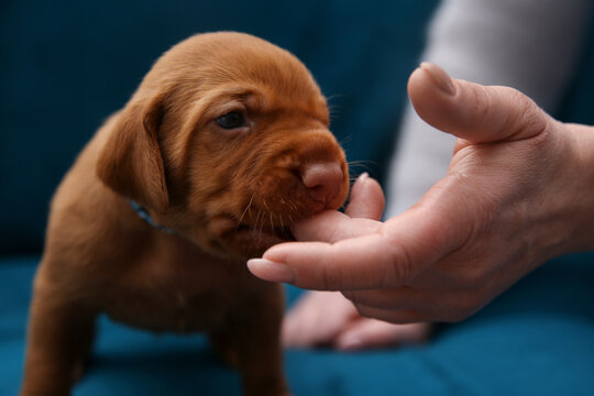 Cute Vizsla puppy nibbling human finger. Small ginger dog with blue collar on blue background. Adorable pet and owner connection. Purebred animal studio photo with copy space for text