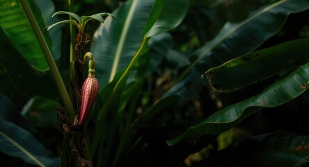 Obraz premium Lush garden scene with a banana heart flower emerging from a banana plant stalk