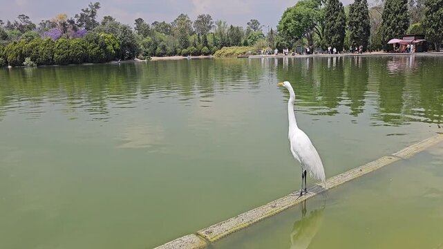 Heron at Chapultepec Lake, second section, March 22, 2026, Mexico City
